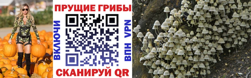 Галлюциногенные грибы Psilocybine cubensis  Купить  Лесной 